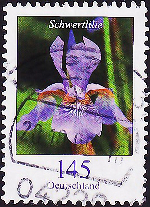  2006  .   (Iris xiphium) .  2,60 .